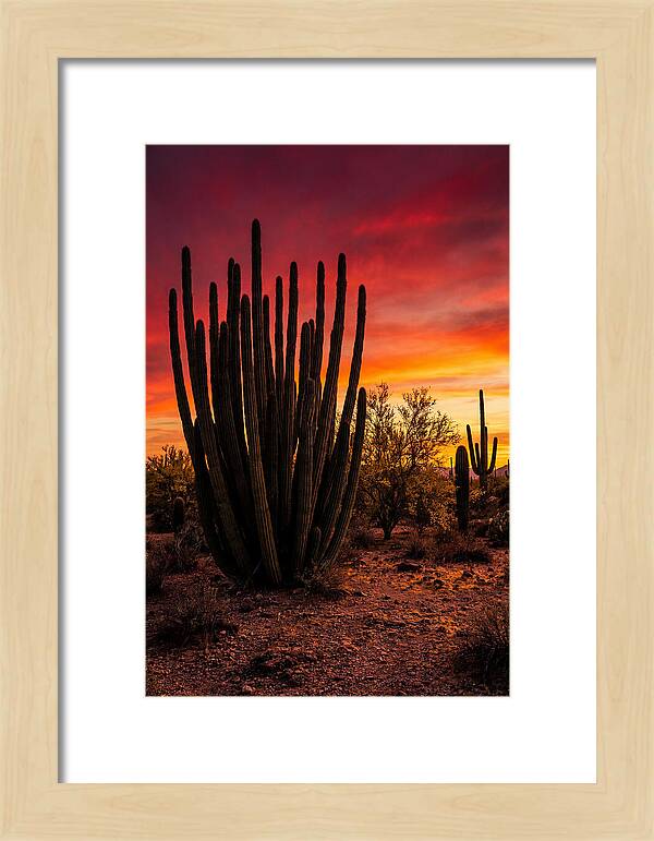 Organ Pipe Cactus Sunset