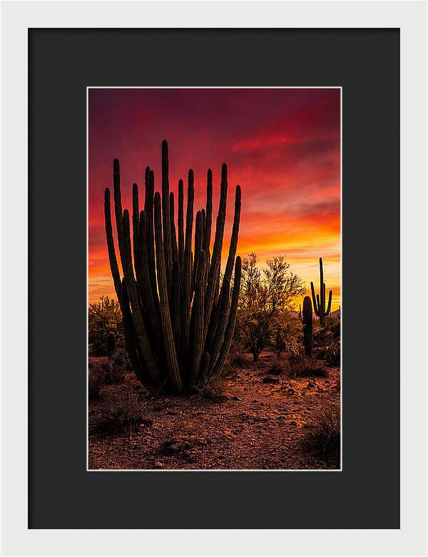Organ Pipe Cactus Sunset