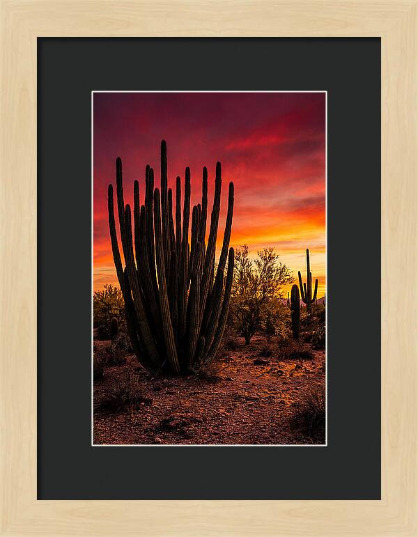 Organ Pipe Cactus Sunset