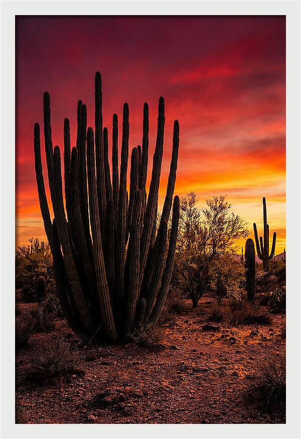 Organ Pipe Cactus Sunset