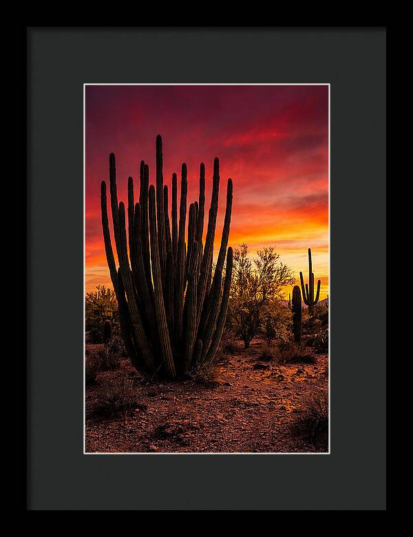 Organ Pipe Cactus Sunset