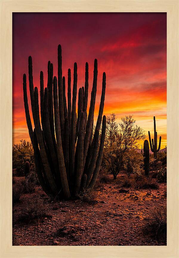 Organ Pipe Cactus Sunset