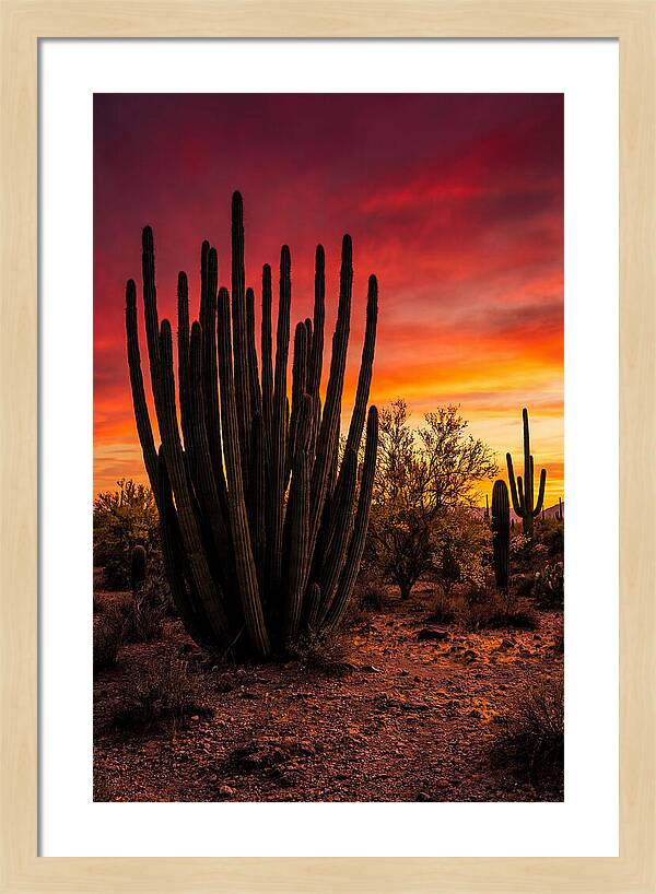 Organ Pipe Cactus Sunset