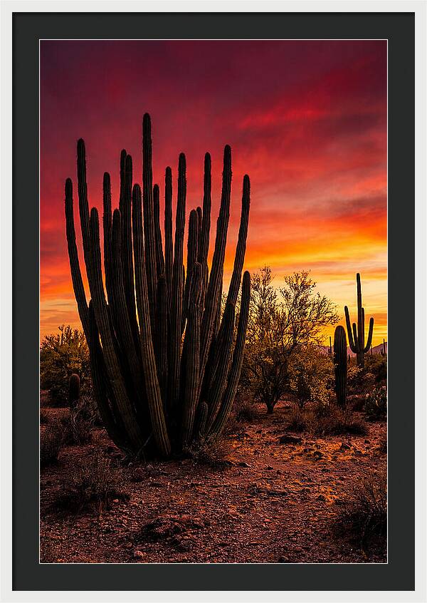 Organ Pipe Cactus Sunset