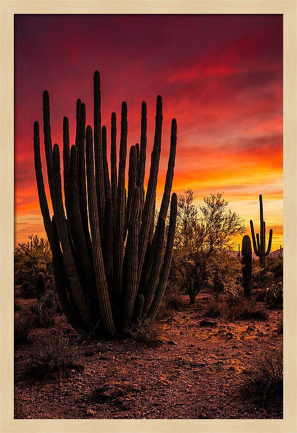 Organ Pipe Cactus Sunset