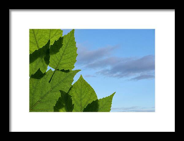 Organic Leaf Shapes Overlapping