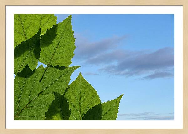 Organic Leaf Shapes Overlapping