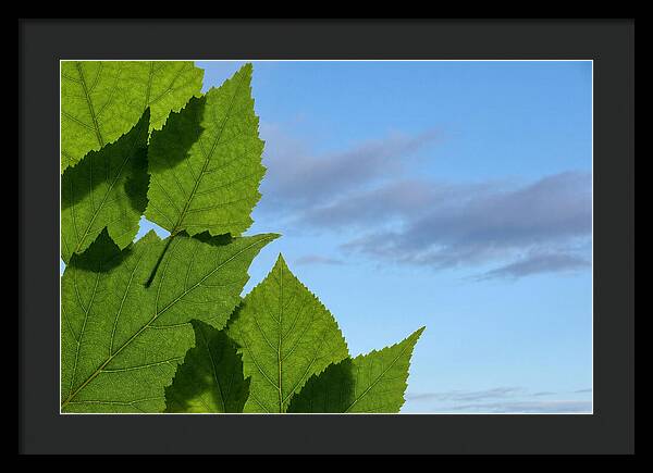 Organic Leaf Shapes Overlapping