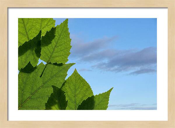 Organic Leaf Shapes Overlapping