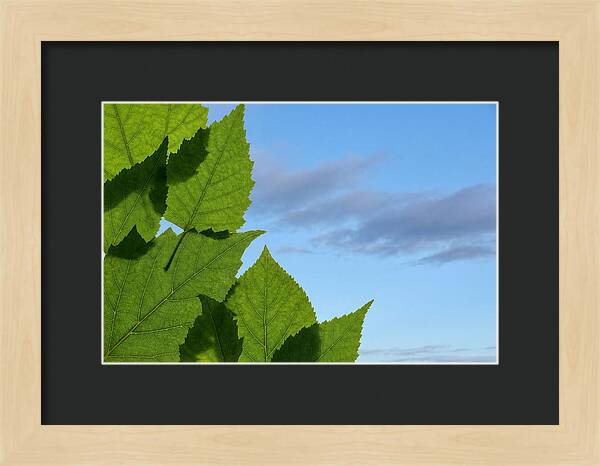 Organic Leaf Shapes Overlapping