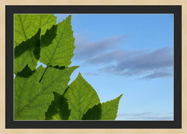 Organic Leaf Shapes Overlapping