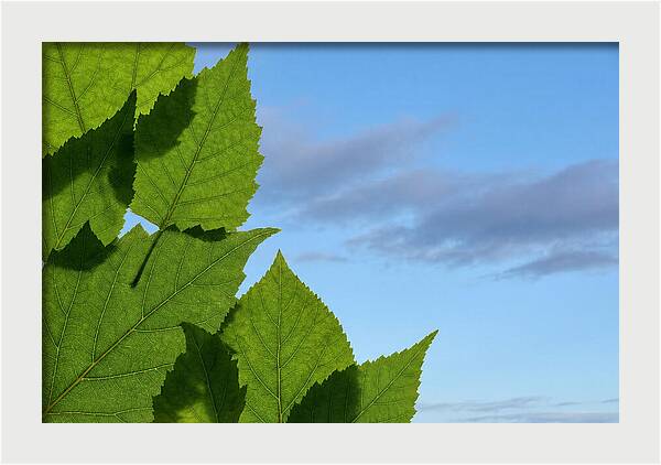 Organic Leaf Shapes Overlapping