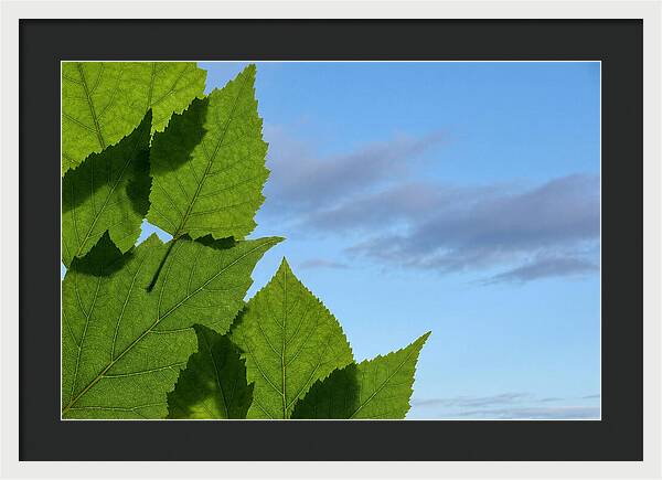 Organic Leaf Shapes Overlapping