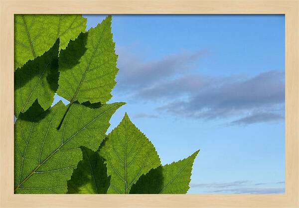 Organic Leaf Shapes Overlapping