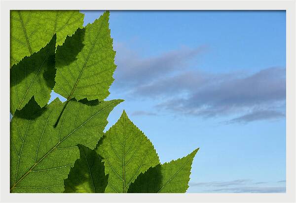 Organic Leaf Shapes Overlapping
