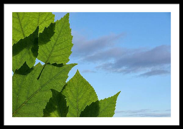 Organic Leaf Shapes Overlapping