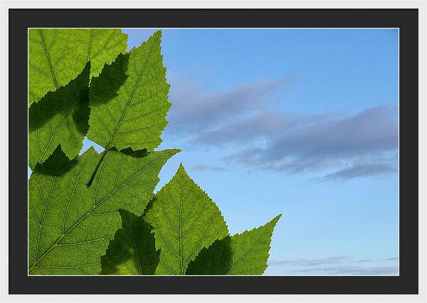 Organic Leaf Shapes Overlapping