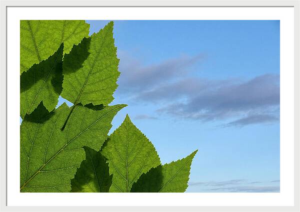 Organic Leaf Shapes Overlapping
