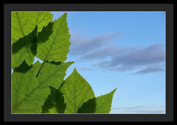 Organic Leaf Shapes Overlapping