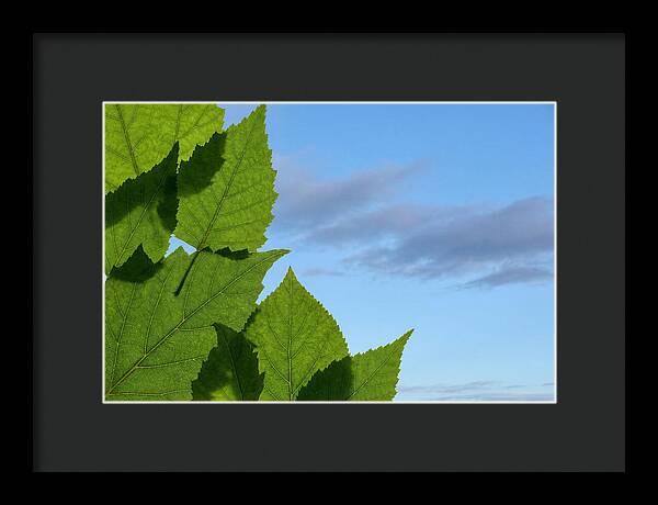 Organic Leaf Shapes Overlapping