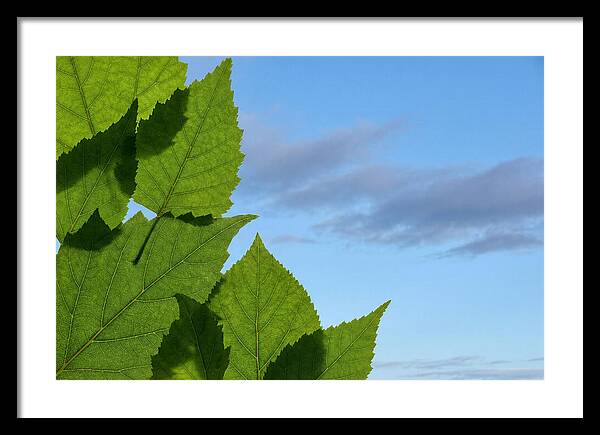 Organic Leaf Shapes Overlapping