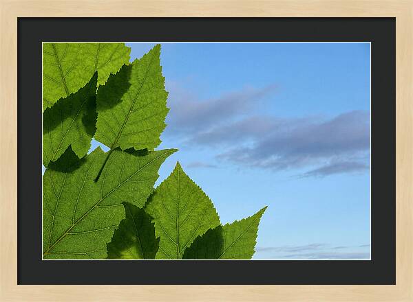 Organic Leaf Shapes Overlapping