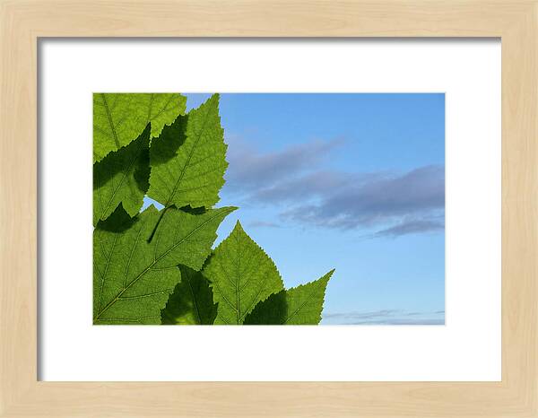Organic Leaf Shapes Overlapping