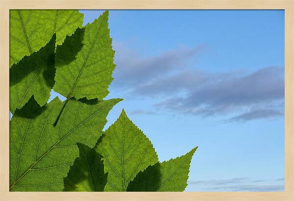 Organic Leaf Shapes Overlapping