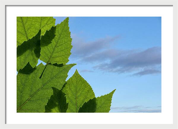 Organic Leaf Shapes Overlapping
