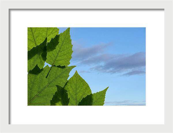 Organic Leaf Shapes Overlapping