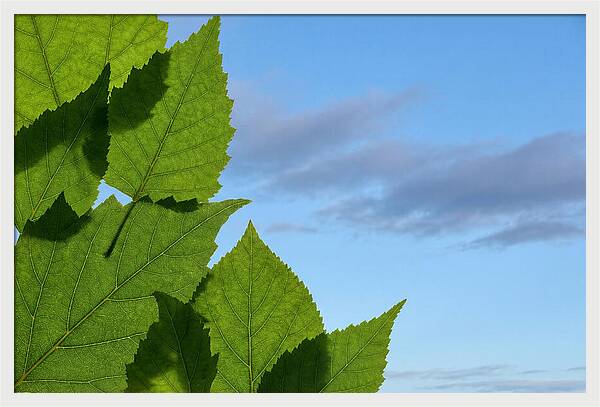 Organic Leaf Shapes Overlapping