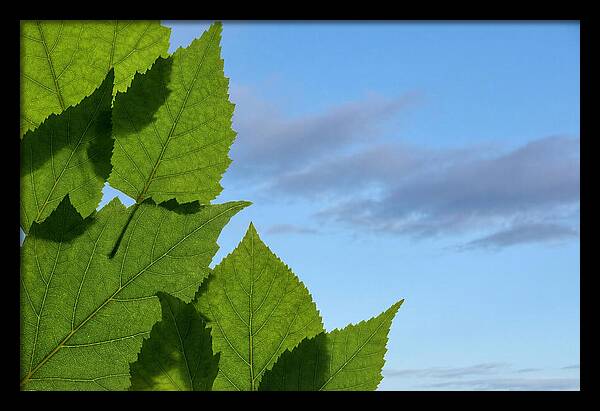 Organic Leaf Shapes Overlapping