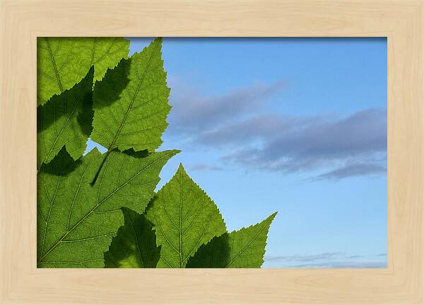 Organic Leaf Shapes Overlapping