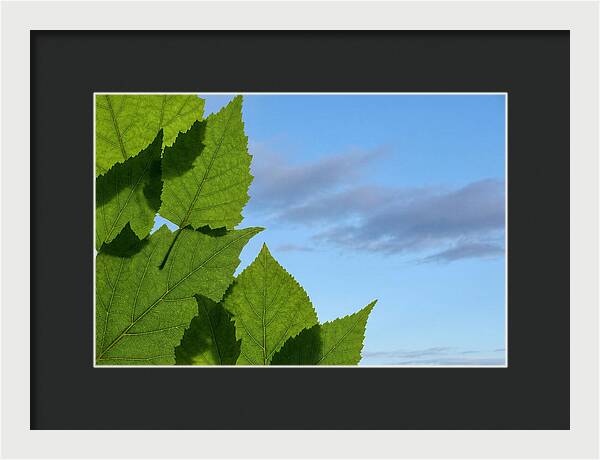 Organic Leaf Shapes Overlapping