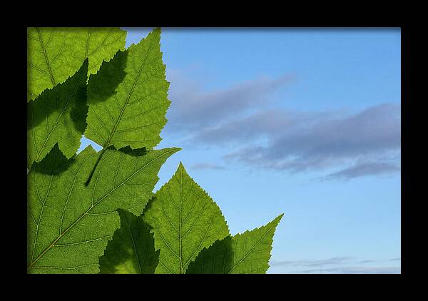 Organic Leaf Shapes Overlapping