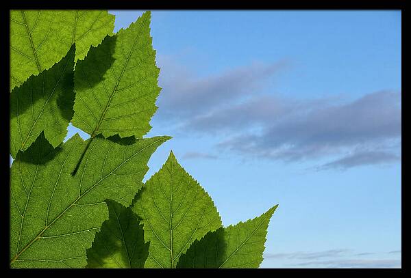 Organic Leaf Shapes Overlapping