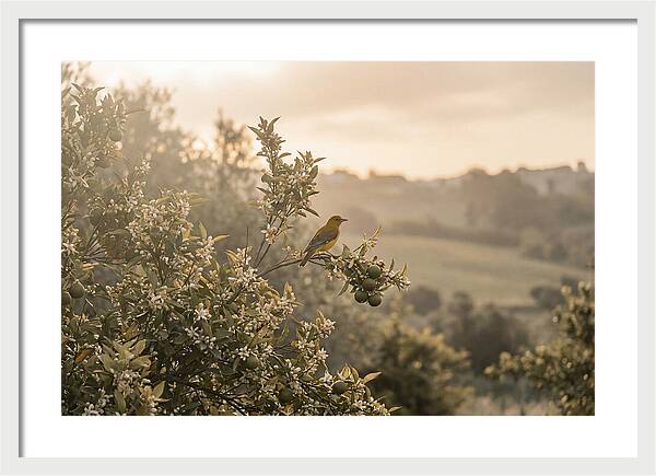 Oriole On Blooming Orange Tree Branch