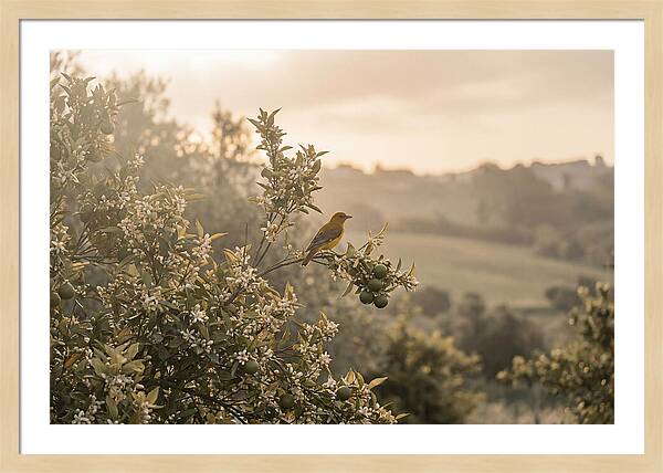 Oriole On Blooming Orange Tree Branch