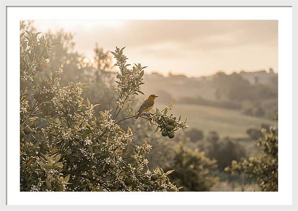 Oriole On Blooming Orange Tree Branch