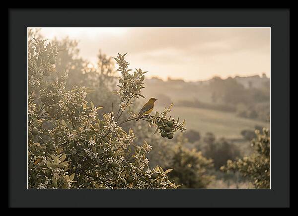 Oriole On Blooming Orange Tree Branch