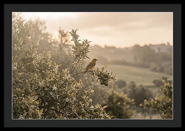 Oriole On Blooming Orange Tree Branch