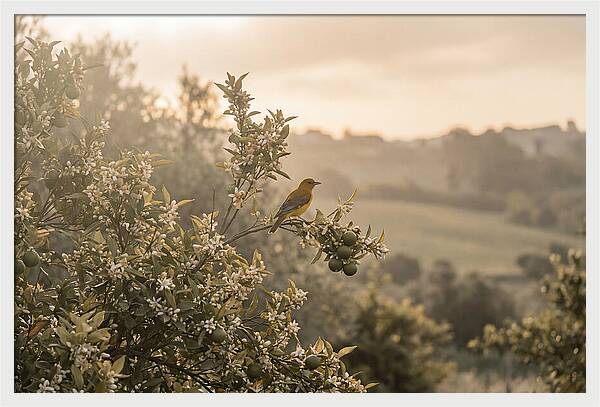 Oriole On Blooming Orange Tree Branch