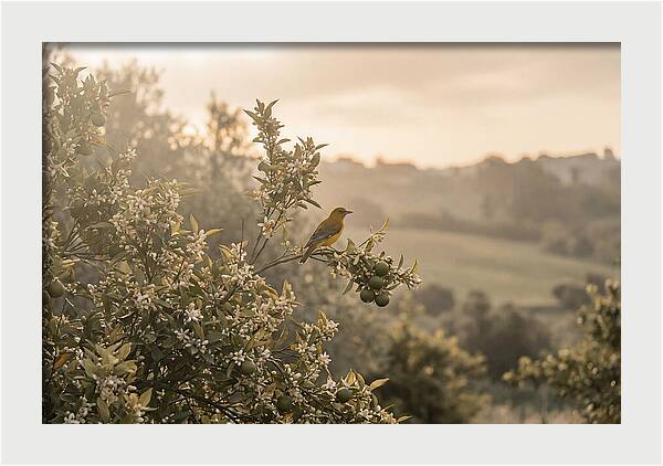 Oriole On Blooming Orange Tree Branch
