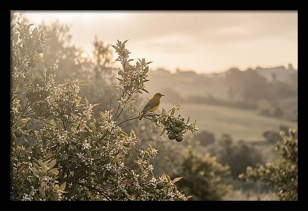 Oriole On Blooming Orange Tree Branch