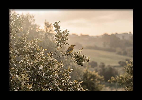 Oriole On Blooming Orange Tree Branch