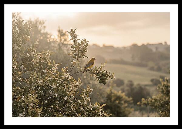 Oriole On Blooming Orange Tree Branch