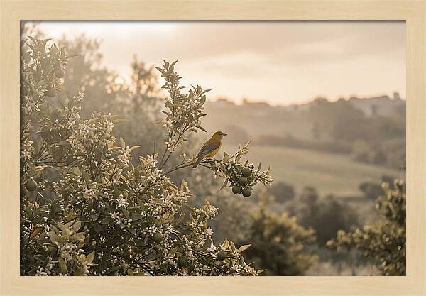 Oriole On Blooming Orange Tree Branch