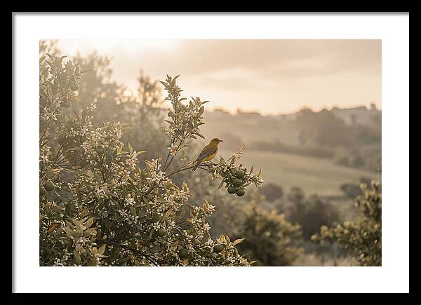 Oriole On Blooming Orange Tree Branch