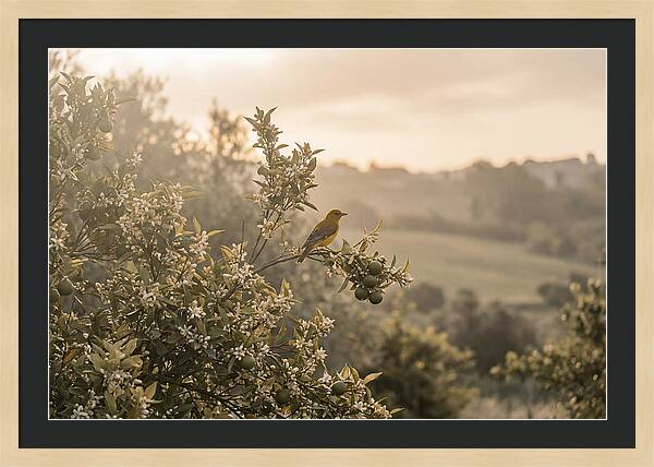 Oriole On Blooming Orange Tree Branch