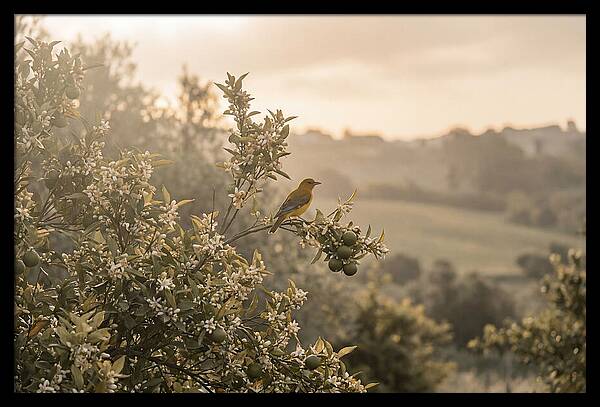 Oriole On Blooming Orange Tree Branch